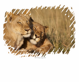 Discover Lions | Africa, Kenya, Masai Mara Game Reserve