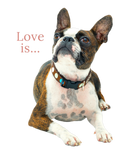 Discover Love French Bulldog Frenchie Mom Dad Dog Puppy Pet