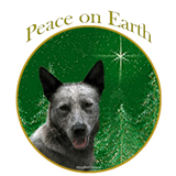 Discover Australian Cattle Dog Peace