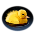 Discover Mallard Duck Chick on Pond