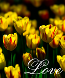 Discover Yellow tulip flowers