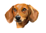 Discover Red Dachshund Dog