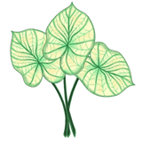 Discover Araceae leaf plant botanical pastel leaves