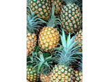 Discover Tropical Pineapples Bunch