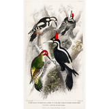 Discover Ivory Billed Woodpecker, Green Woodpecker, Birds