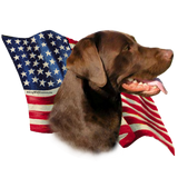 Discover Chocolate Labrador Retriever Flag