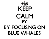 Discover Keep calm by focusing on Blue Whales