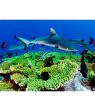 Discover Reef Shark Photos
