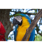 Discover Yellow green and blue tropical Macaw