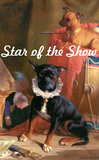 Discover chihuahua dog funny circus star
