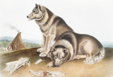 Discover Esquimaux Dog (Canis familiaris) Illustration