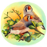 Discover Zebra finch realistic painting