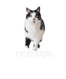 Discover Herndon Tripod Cat