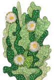 Discover Blooming Cactus Succulent Cacti Green Khaki Olive