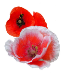 Discover Poppy Flowers Close up