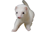 Discover White Baby Ferret
