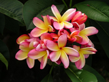 Discover Pink and Yellow Tropical Plumeria Flowers