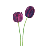 Discover dark purple tulips watercolor polo