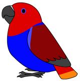 Discover Fluffy female red eclectus parrot cartoon drawing