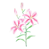 Discover pink lily flower watercolor polo