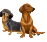 Discover Dachshund Dogs
