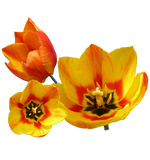 Discover Three Yellow and Orange Tulips Womens App.