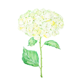 Discover green hydrangea watercolor