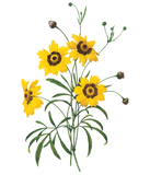 Discover coreopsis(Coreopsis elegans) by Redouté