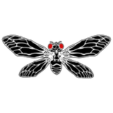 Discover cicadas brood X