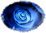 Discover Glowing Blue Rose Blossom