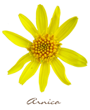 Discover Flower Yellow Arnica with Text all Colors