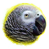 Discover African grey parrot realistic painting
