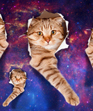 Discover Cat looking up in space side torn hole