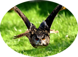 Discover Wild Eagle Owl in Full Flight
