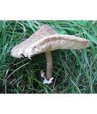 Discover mushroom with a pretty hat