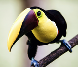 Discover Toucan of Costa Rica