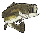 Discover Largemouth Bass