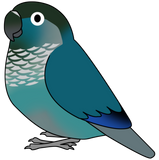 Discover Fluffy blue green-cheeked conure parrot cartoon