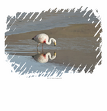Discover James flamingo (Phoenicoparrus jamesi).