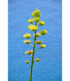 Discover Inflorescence of Agave plant.