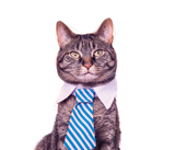 Discover Business cat