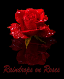 Discover RAINDROPS ON ROSE
