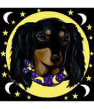 Discover Long Haired Black Dachshund