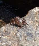 Discover Black Sea Crab
