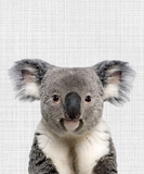 Discover Koala with Gray Linen Background