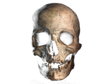 Discover Human Skull Head Face