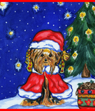 Discover Holiday Yorkshire Terriers