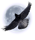 Discover BLACK RAVEN EMBRACING THE MOON