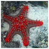 Discover Crown Of Thorns Starfish On The Coral Reef