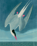 Discover Arctic Tern Birds of America Audubon Print
